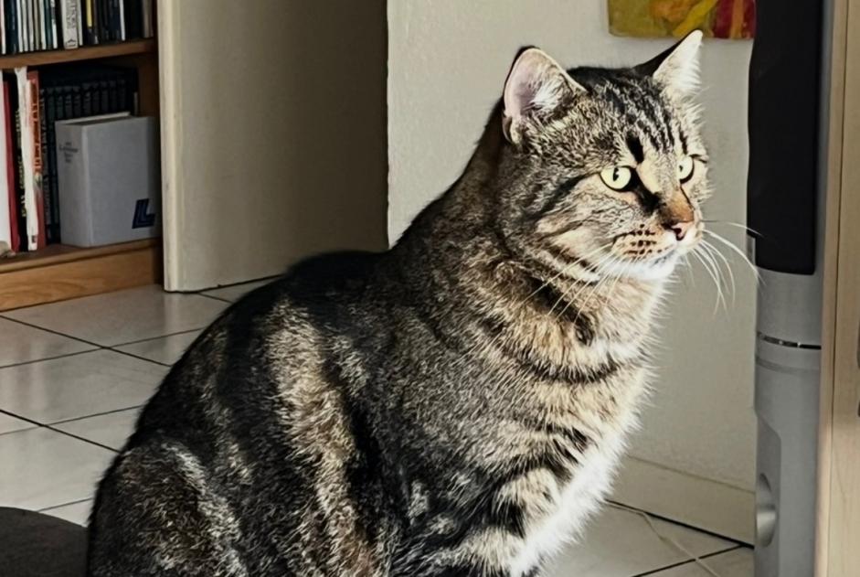 Alerte Disparition Chat Mâle , 3 ans Sierre Suisse