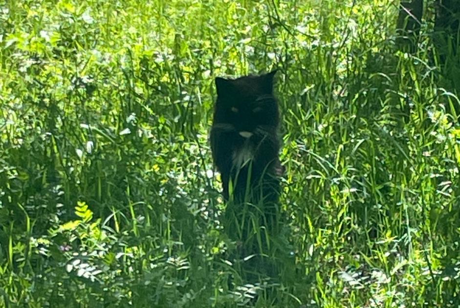 Alerte Découverte Chat  Inconnu Plaffeien Suisse