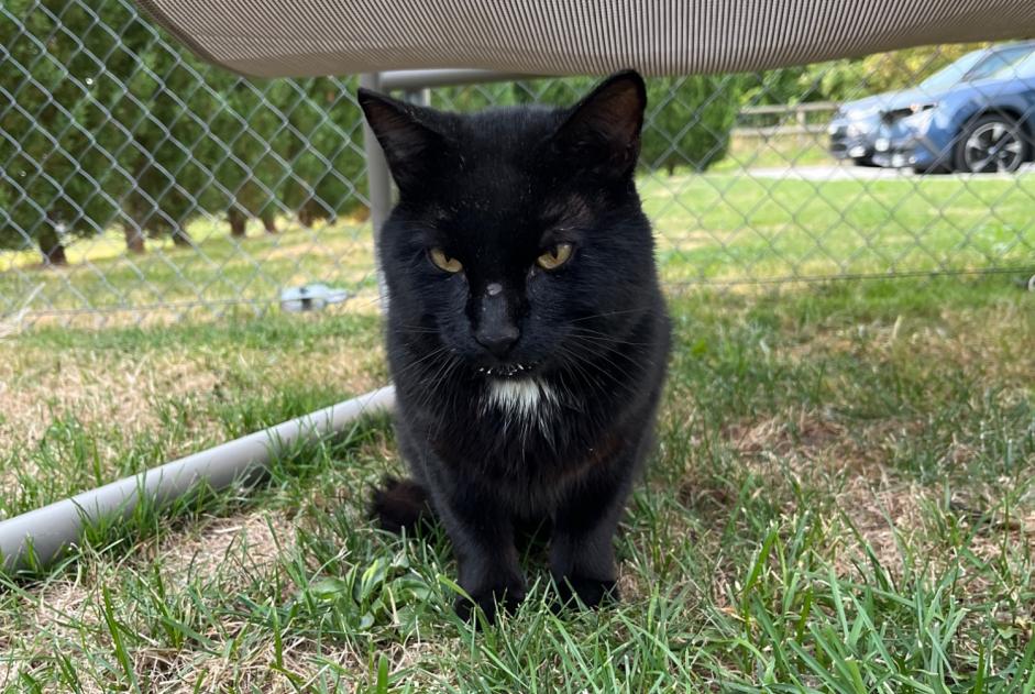 Alerte Découverte Chat Inconnu Savigny Suisse
